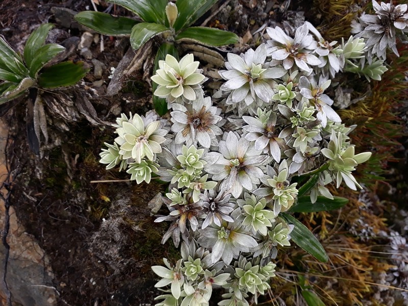 Leucogenes leontopodium photo 7