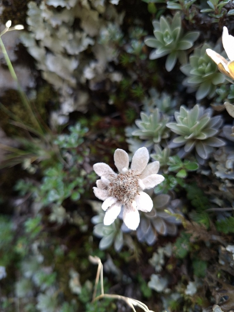 Leucogenes leontopodium photo 8