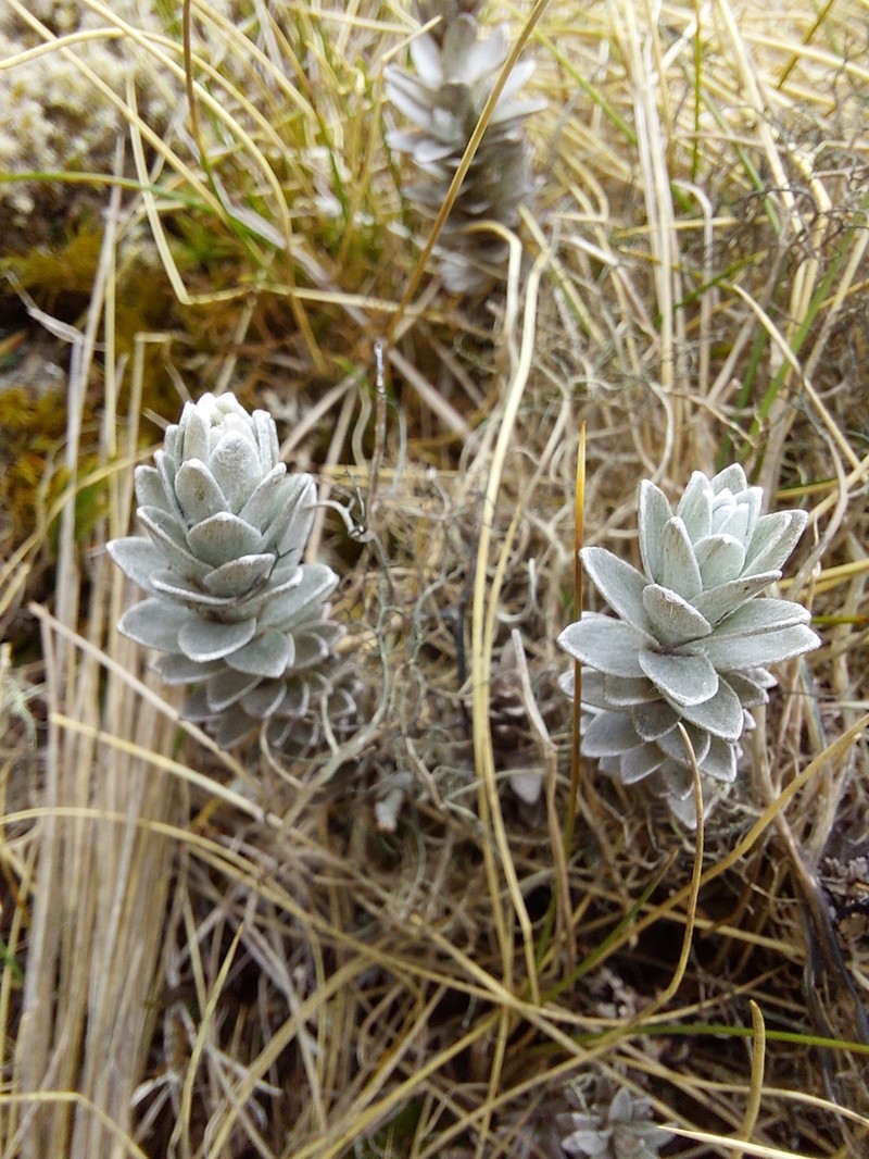 Leucogenes neglecta