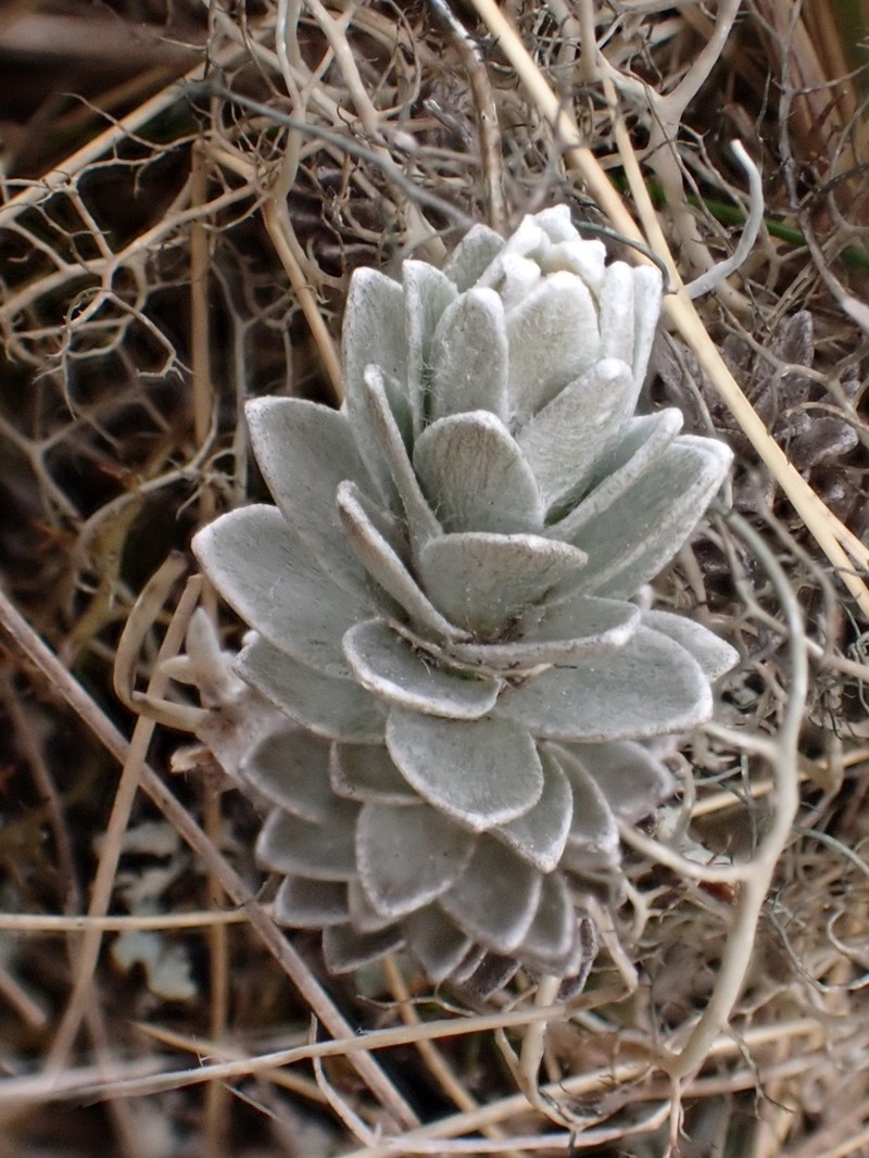 Leucogenes neglecta photo 2