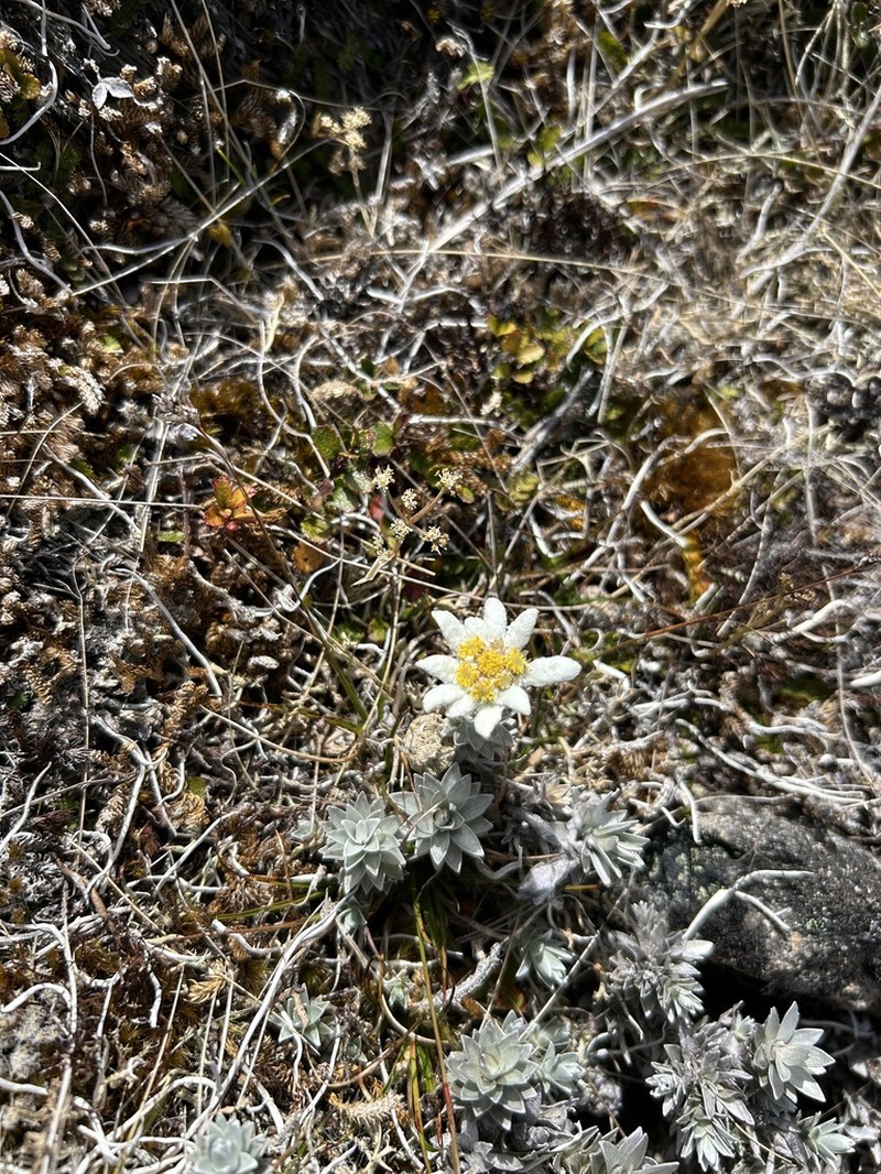 Leucogenes neglecta photo 3