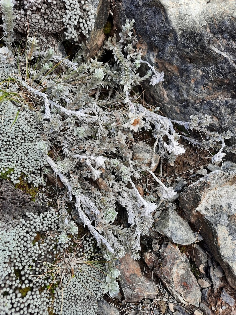 Leucogenes neglecta photo 4