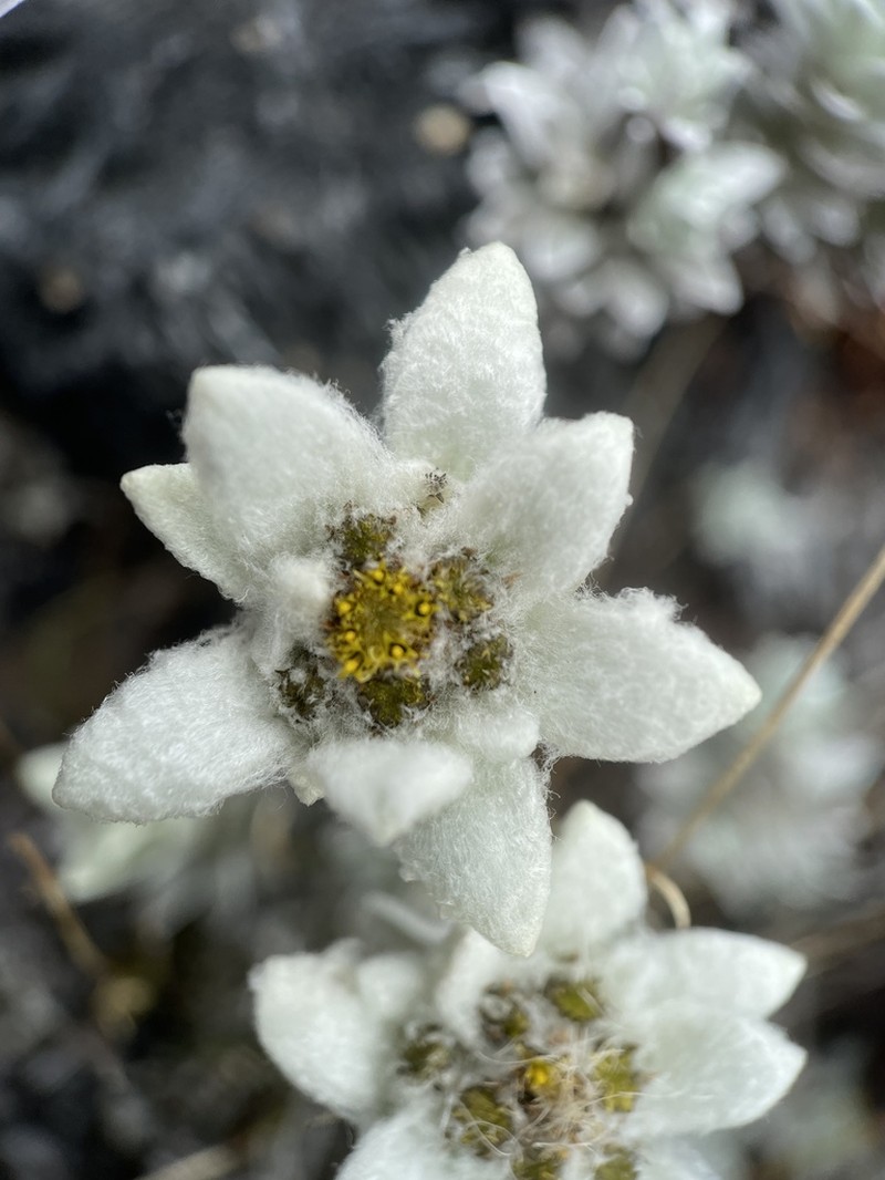 Leucogenes neglecta photo 5