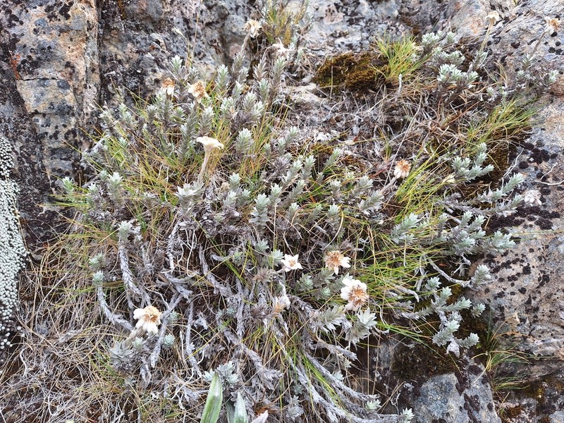 Leucogenes neglecta photo 6