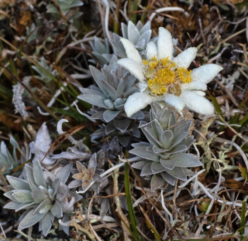 Leucogenes neglecta photo 7