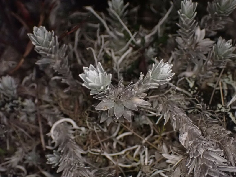 Leucogenes neglecta photo 8