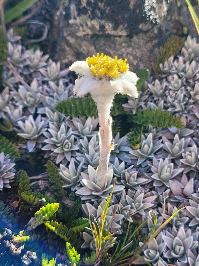 Leucogenes tarahaoa