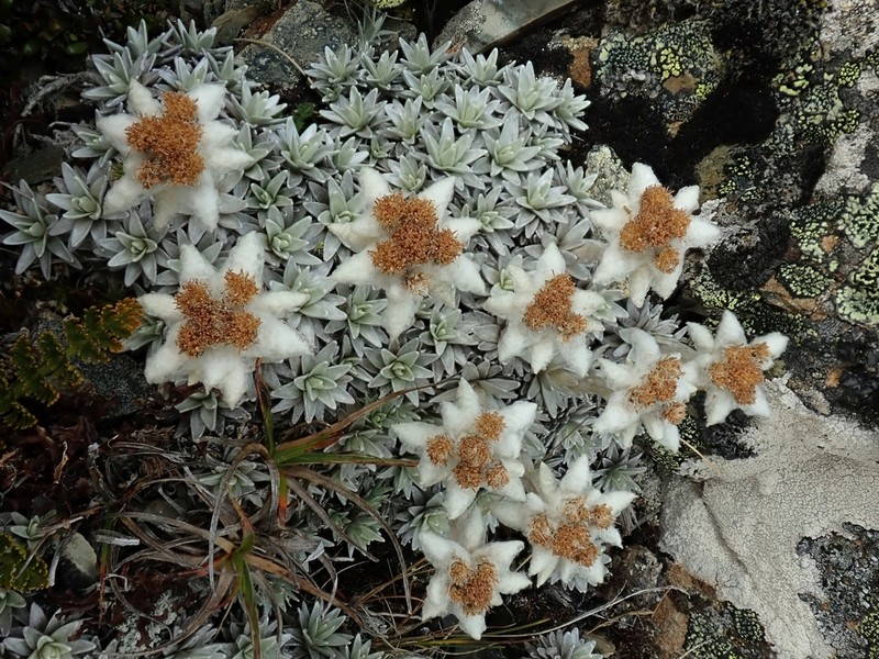 Leucogenes tarahaoa photo 2