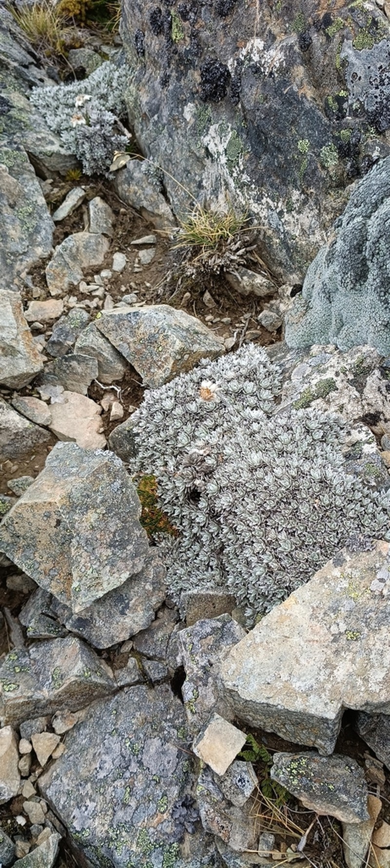 Leucogenes tarahaoa photo 3