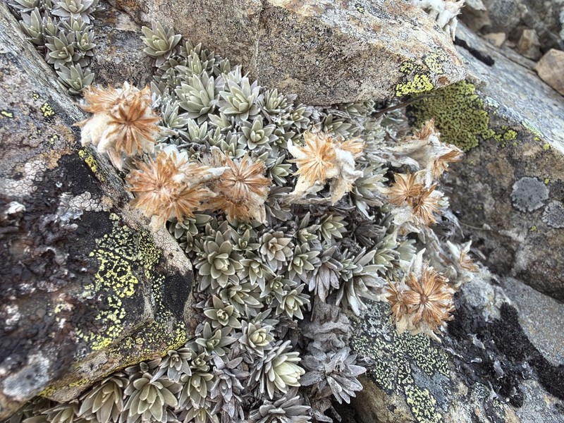 Leucogenes tarahaoa photo 4