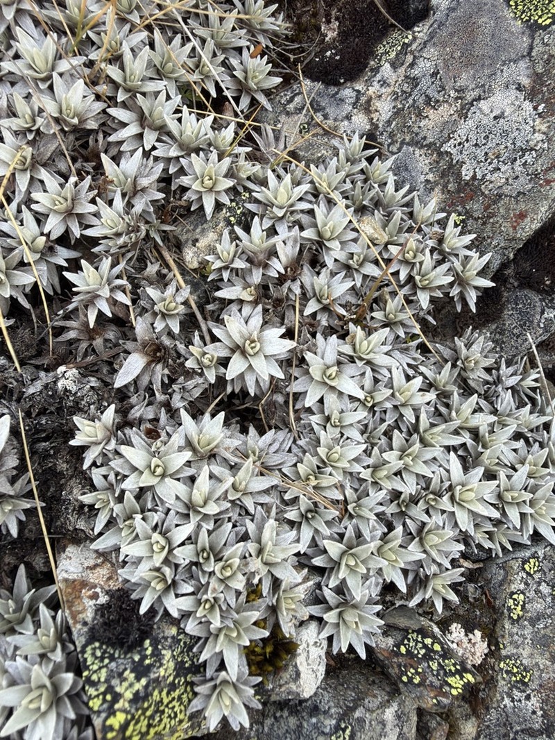 Leucogenes tarahaoa photo 6