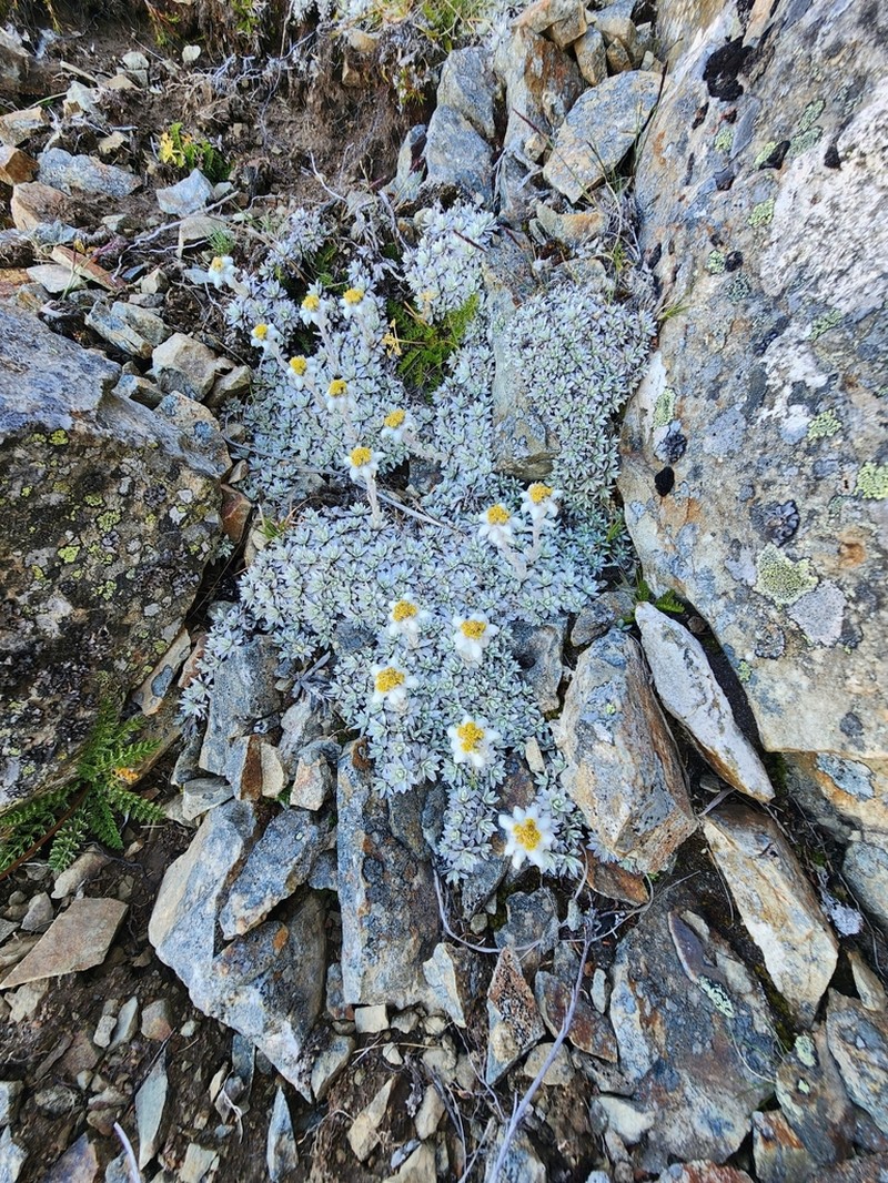 Leucogenes tarahaoa photo 7