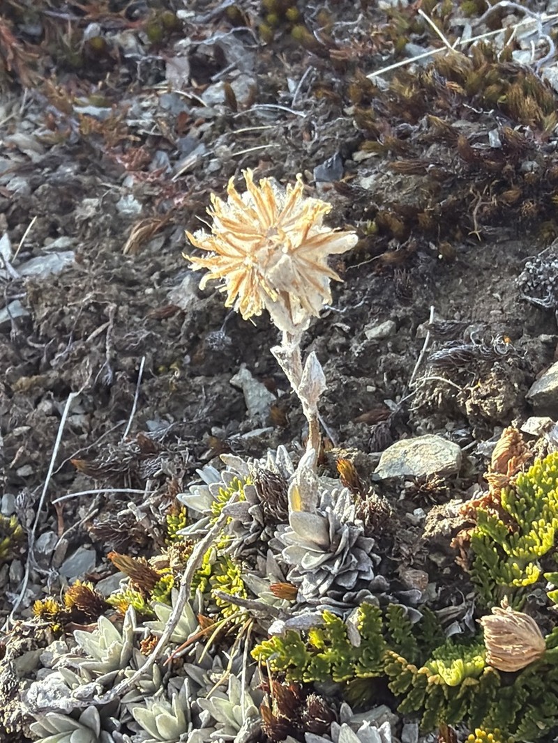 Leucogenes tarahaoa photo 8