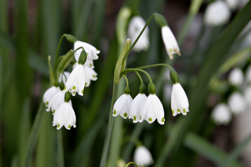 Summer Snowflake photo 5