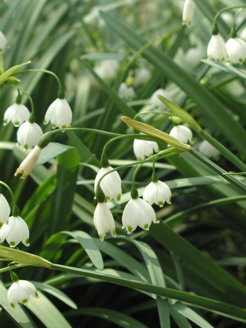 Summer Snowflake photo 2