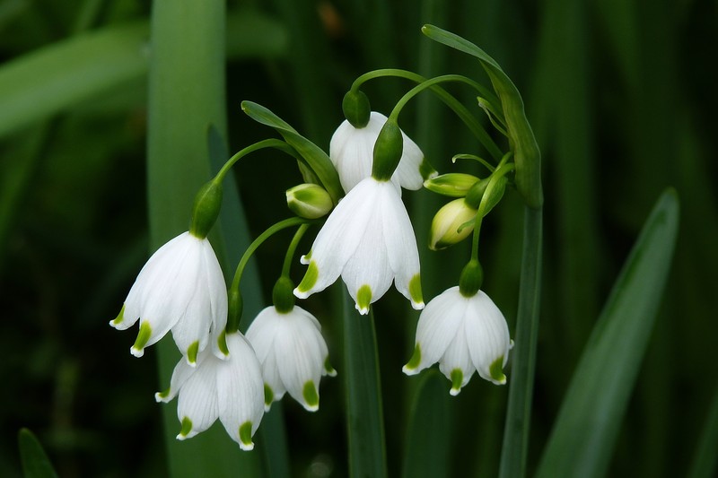 Summer Snowflake photo 3