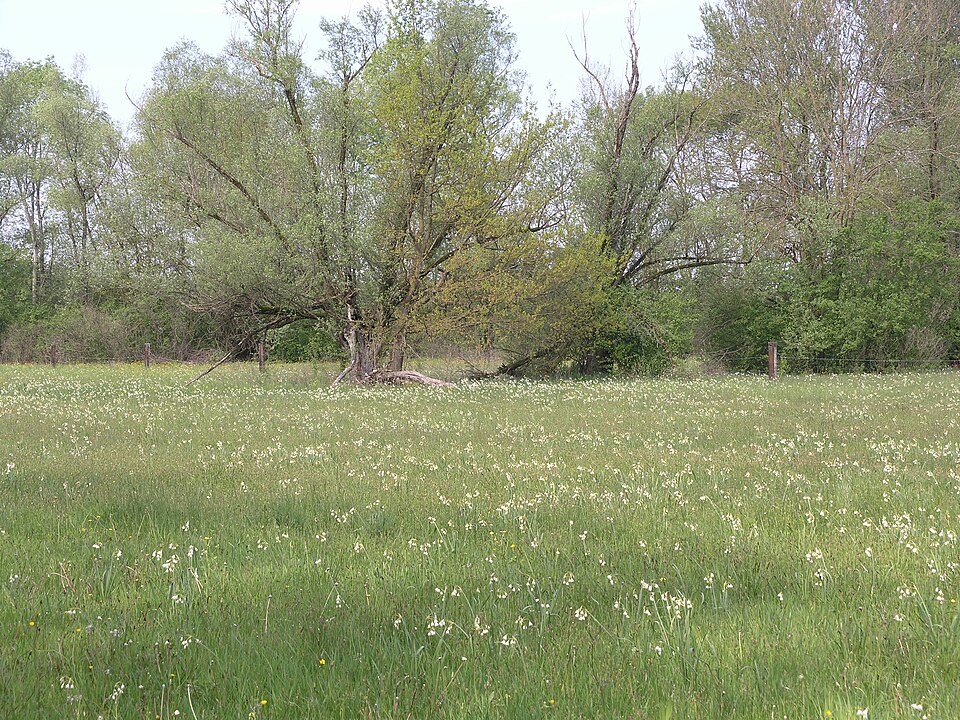 Summer Snowflake photo 6