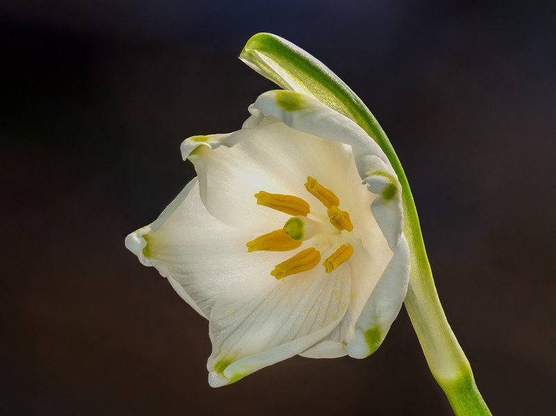 Spring Snowflake photo 2