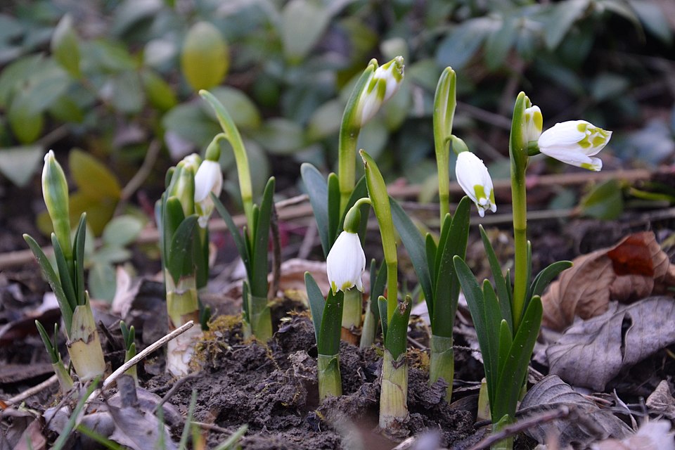 Spring Snowflake photo 3