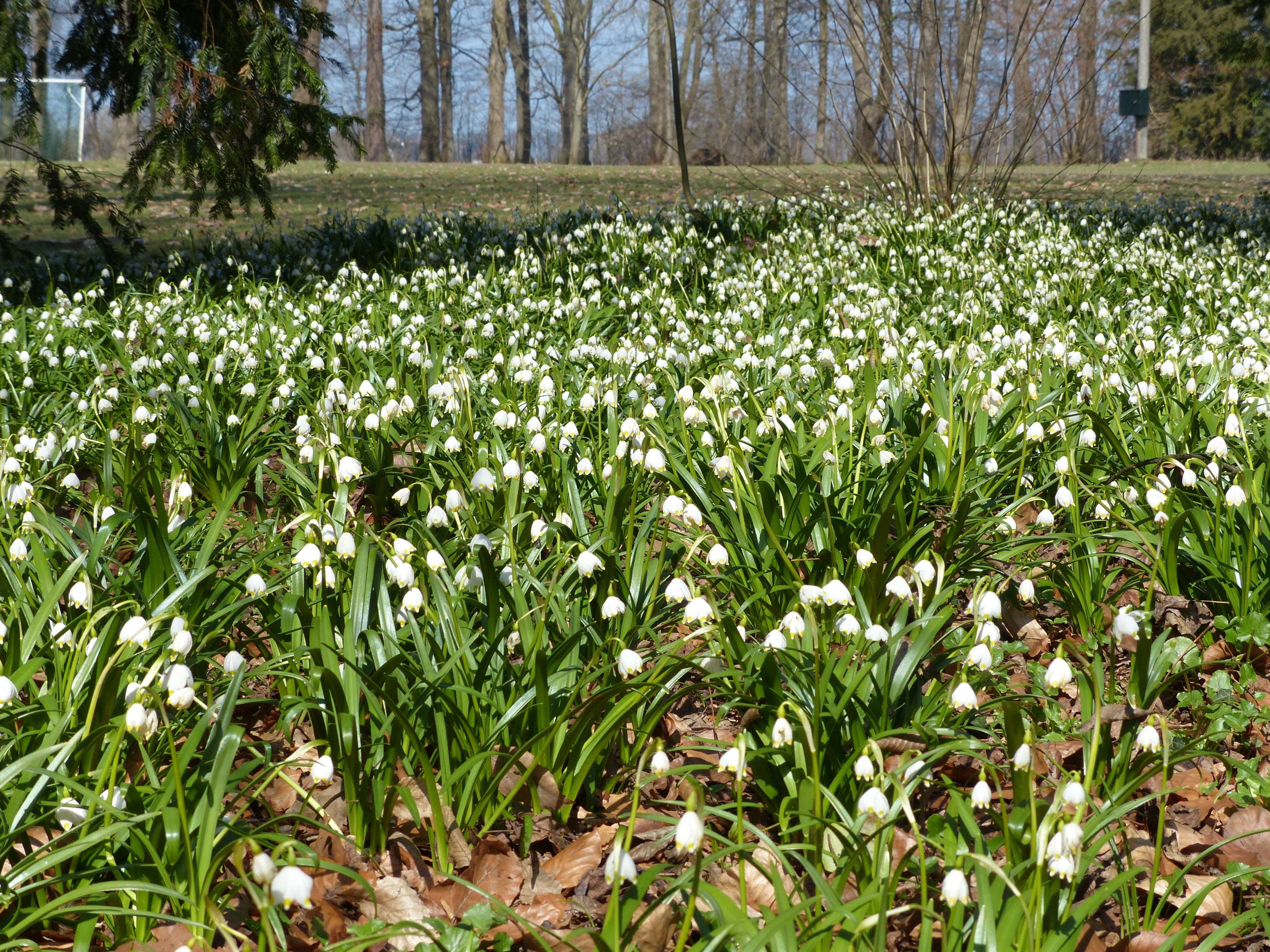 Spring Snowflake photo 4