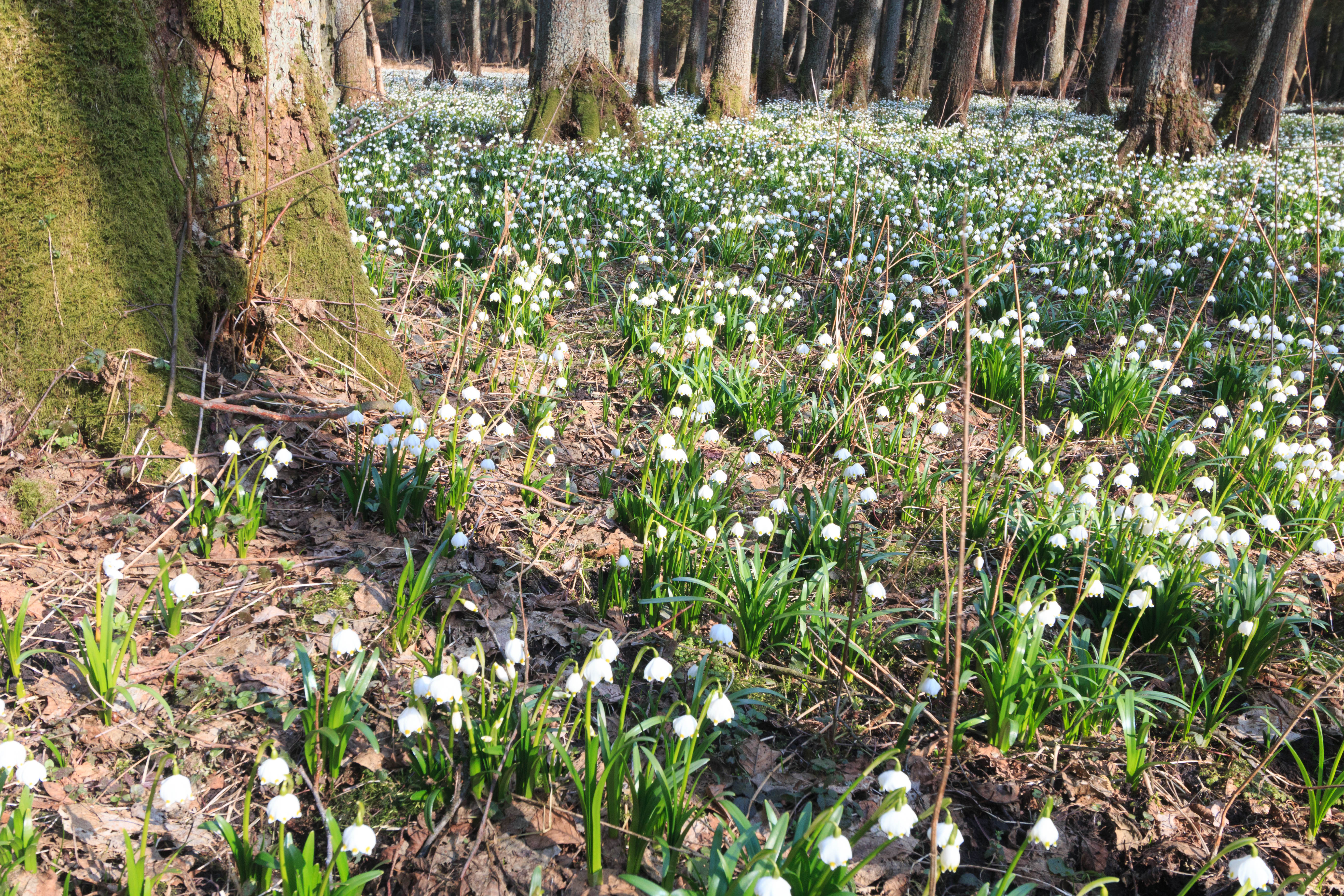 Spring Snowflake photo 5