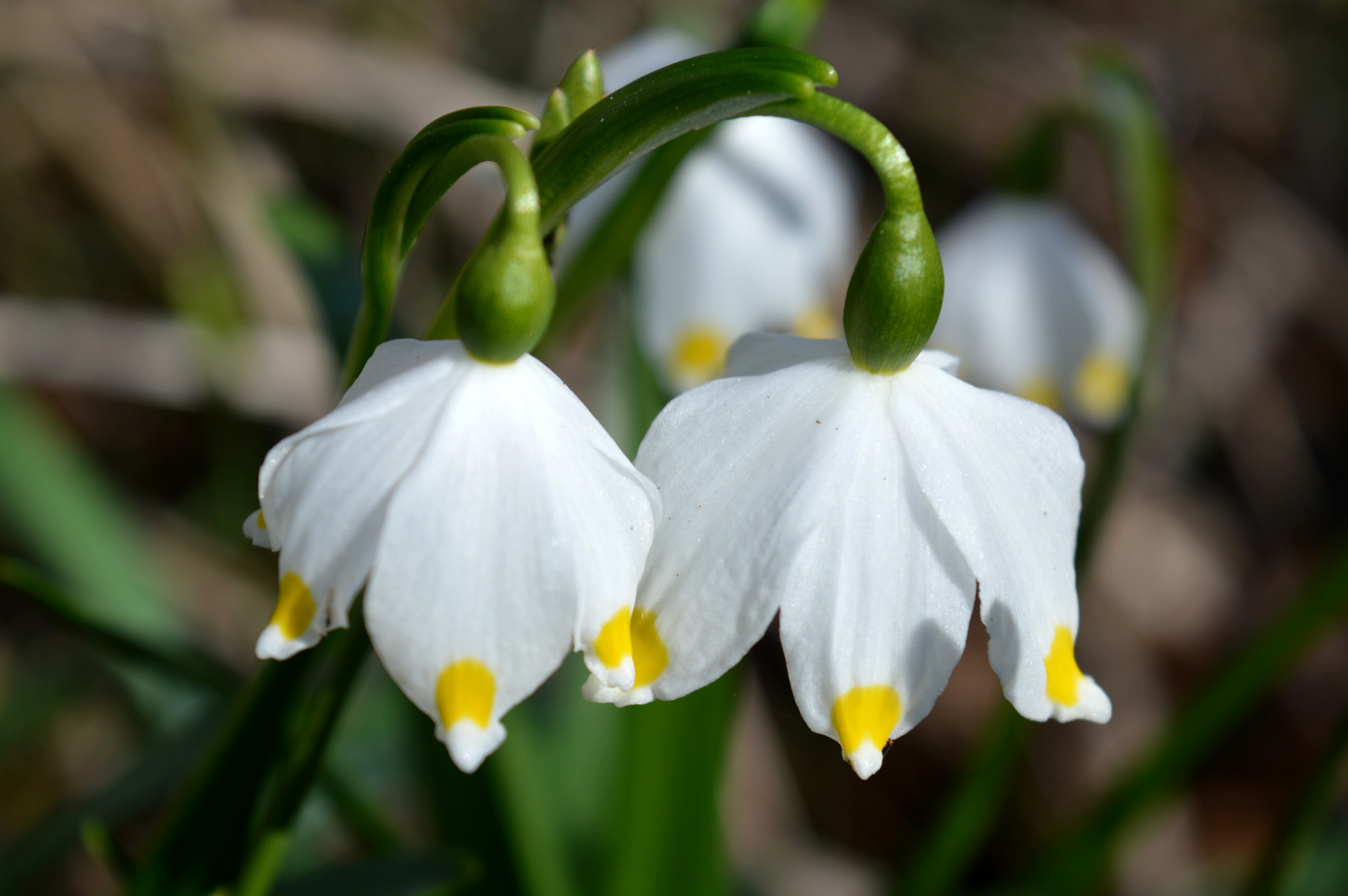 Spring Snowflake photo 6