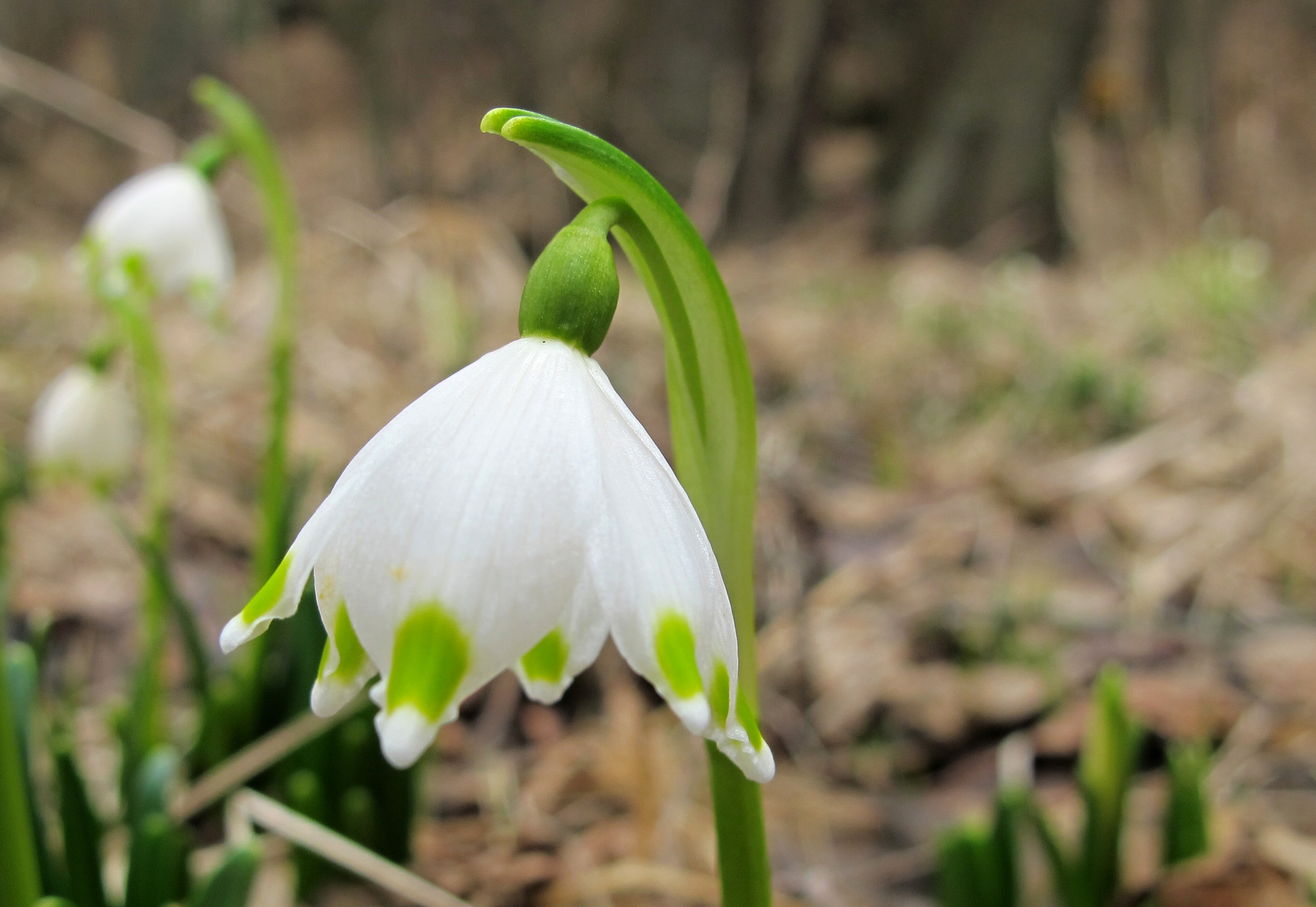 Spring Snowflake photo 7