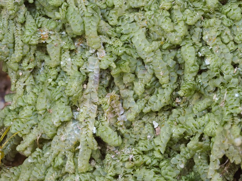 Leucolejeunea clypeata