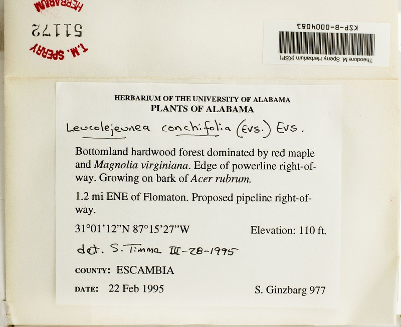 Leucolejeunea conchifolia photo 5