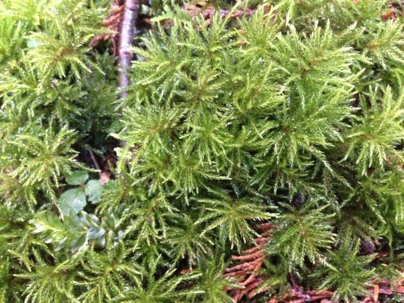 Leucolepis Umbrella Moss