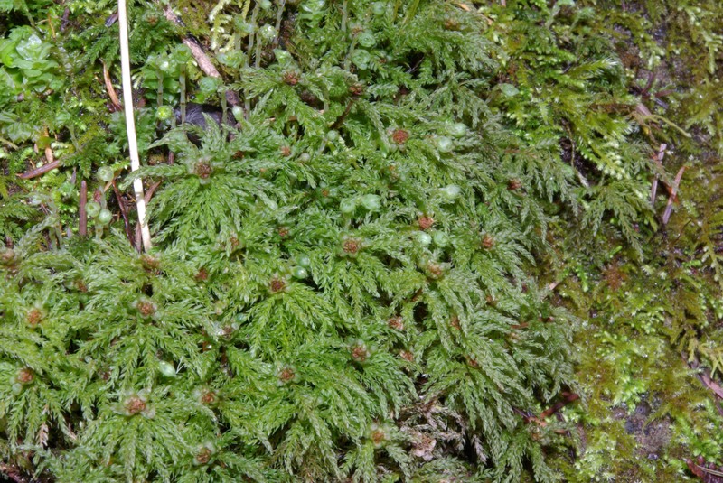 Leucolepis Umbrella Moss photo 2