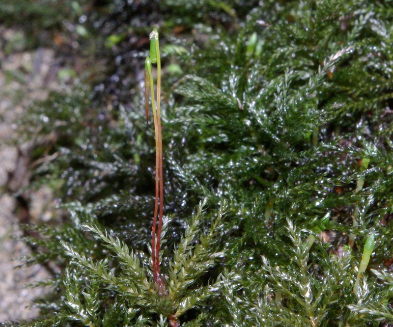 Leucolepis Umbrella Moss photo 3