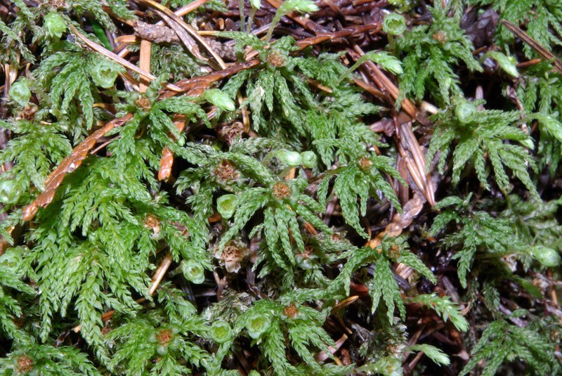Leucolepis Umbrella Moss photo 4