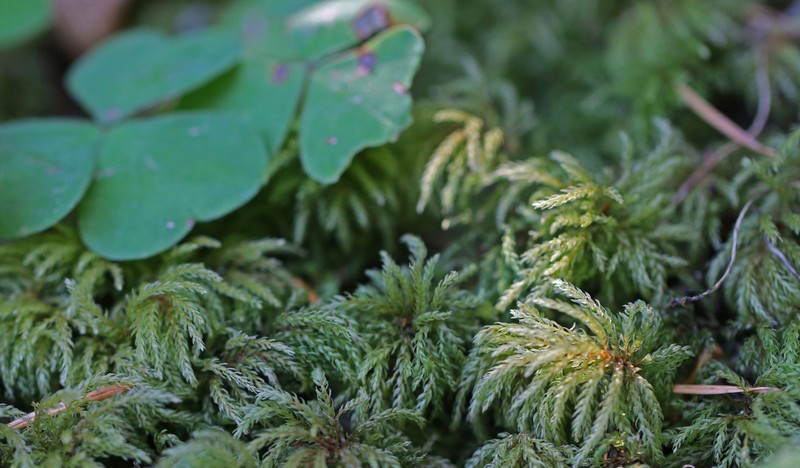 Leucolepis Umbrella Moss photo 5
