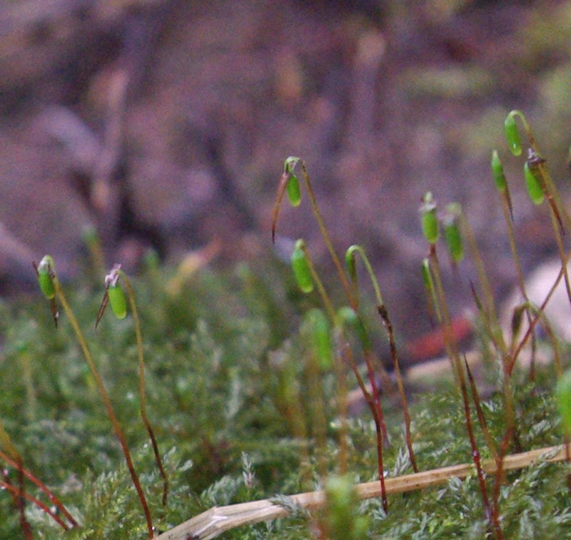Leucolepis Umbrella Moss photo 6