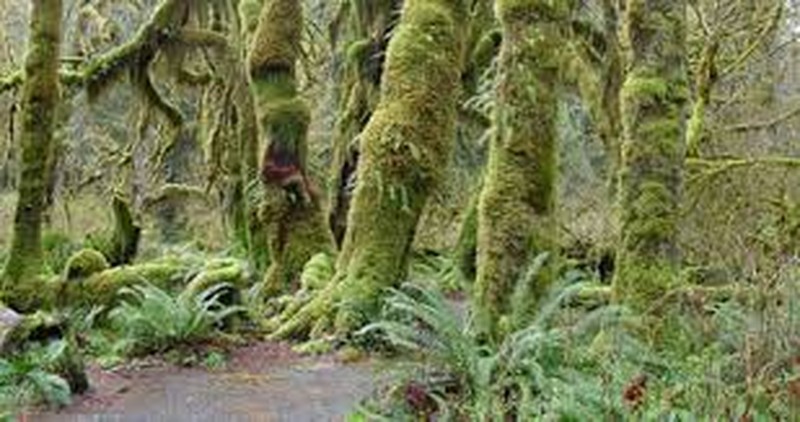 Leucolepis Umbrella Moss photo 7