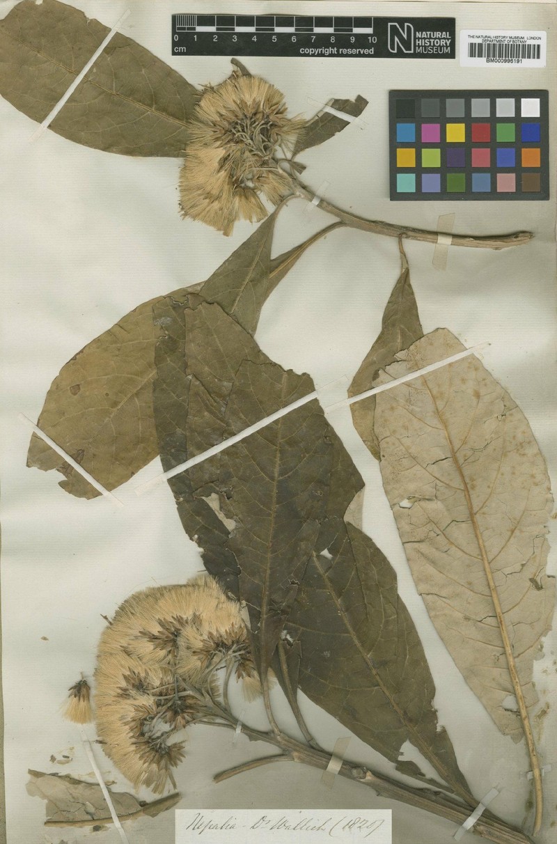 Leucomeris spectabilis