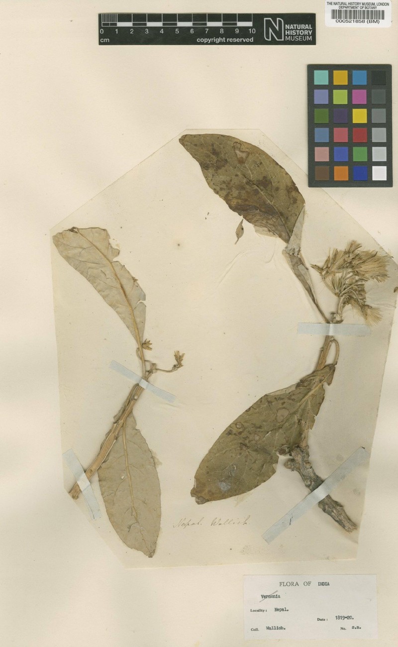 Leucomeris spectabilis photo 2