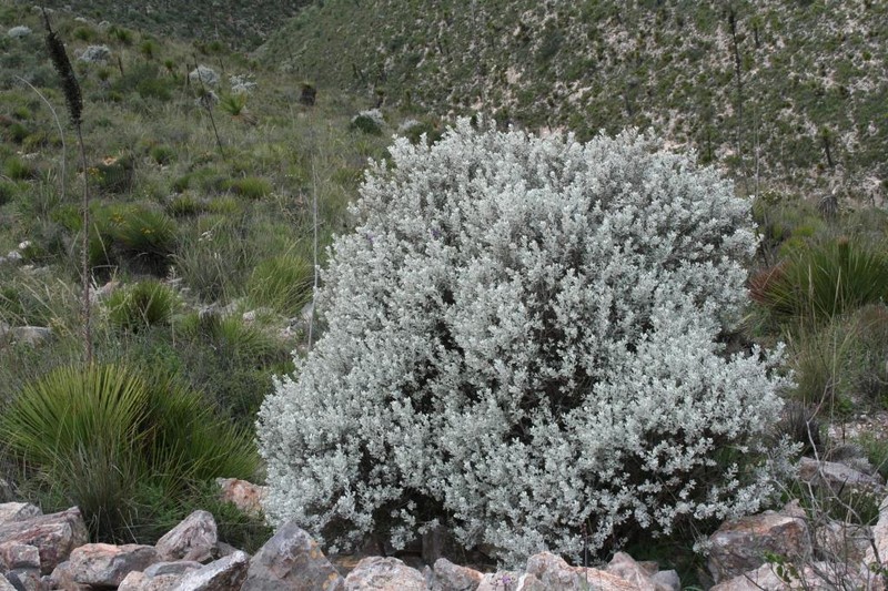 Brewster County Barometerbush photo 4