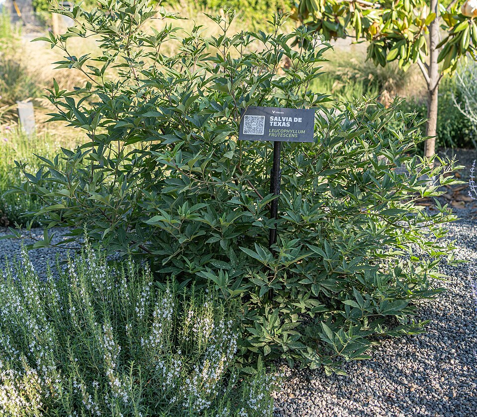 Texas Barometer Bush photo 4