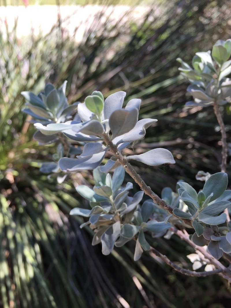 Texas Barometer Bush