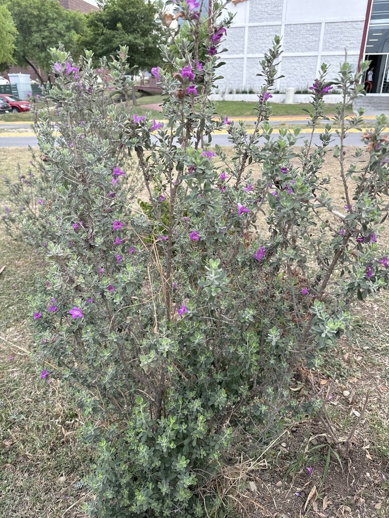 Texas Barometer Bush photo 3