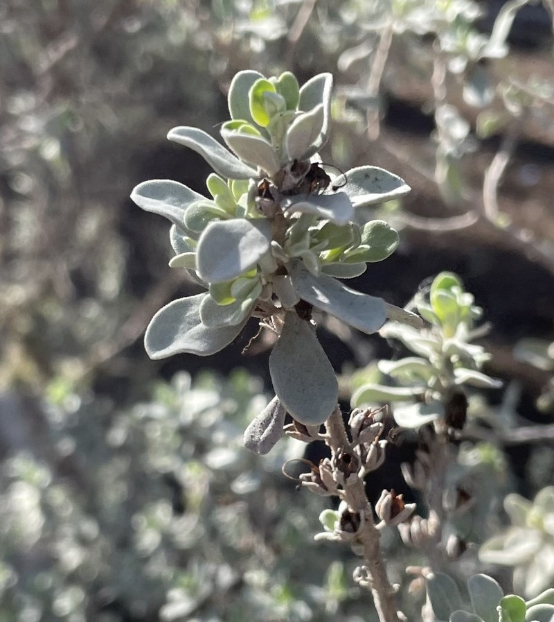 Texas Barometer Bush photo 4