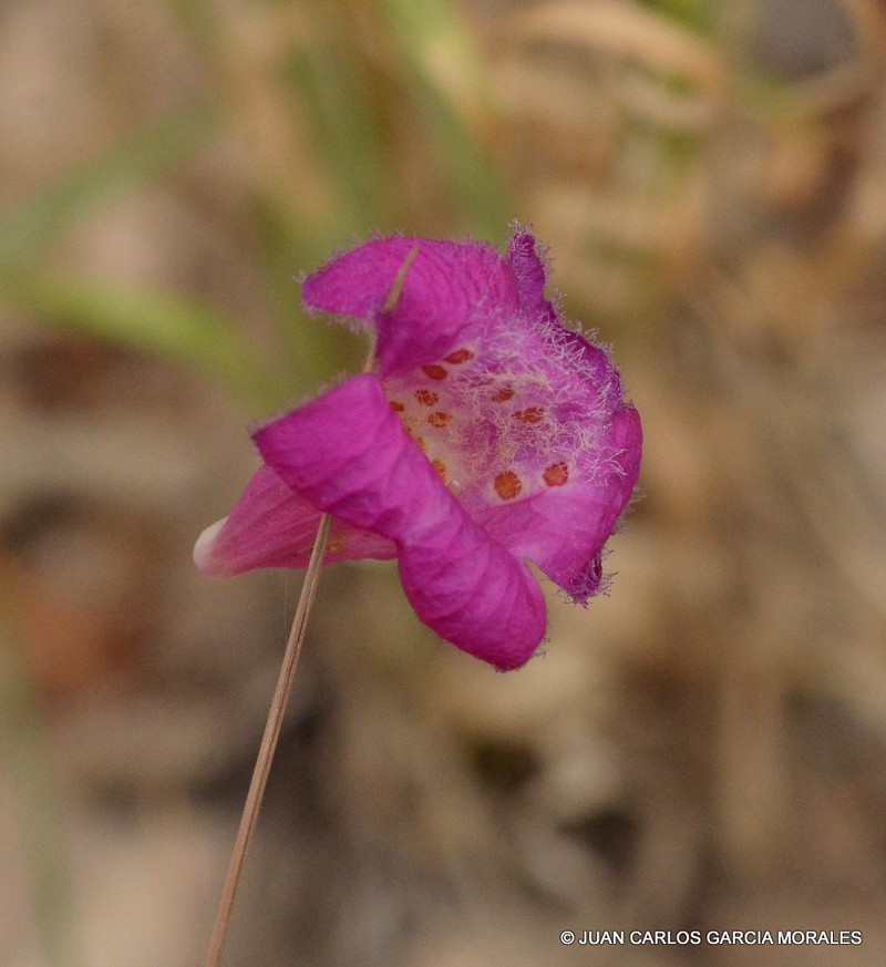 Texas Barometer Bush photo 5