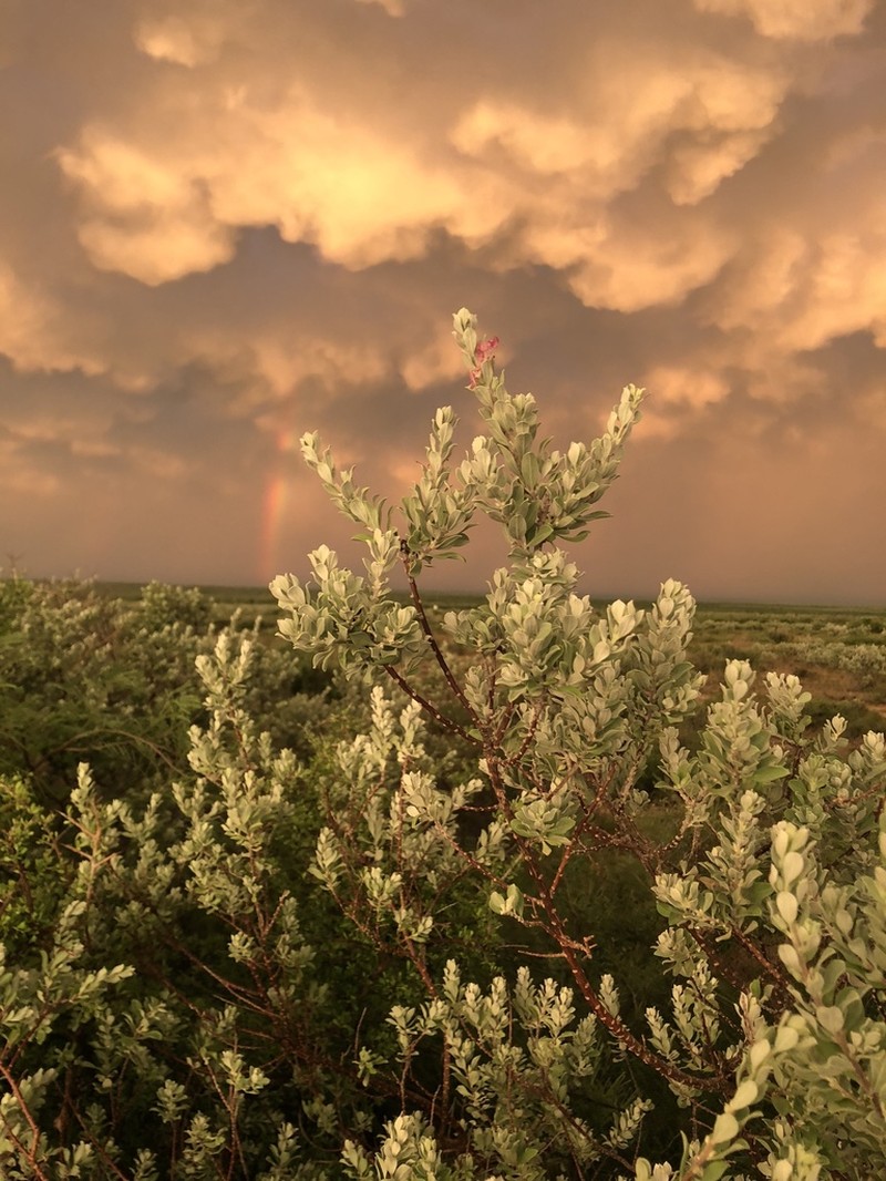 Texas Barometer Bush photo 6
