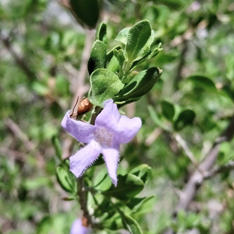 Leucophyllum laevigatum var. laevigatum