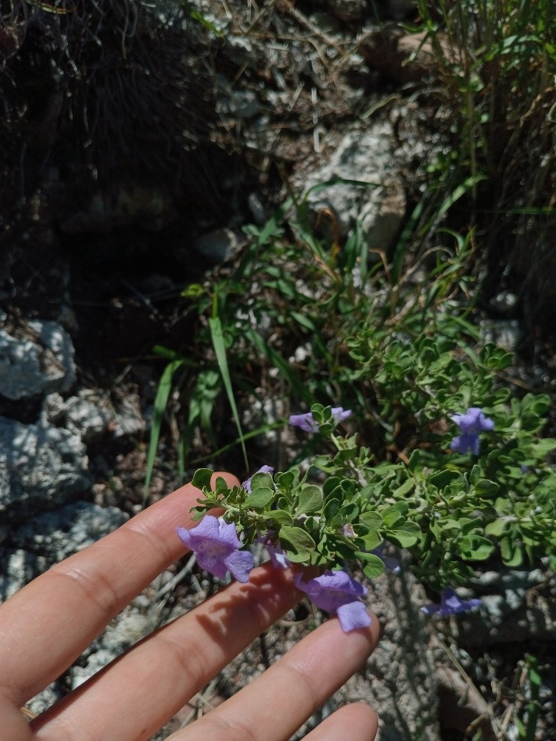 Leucophyllum laevigatum var. laevigatum photo 2