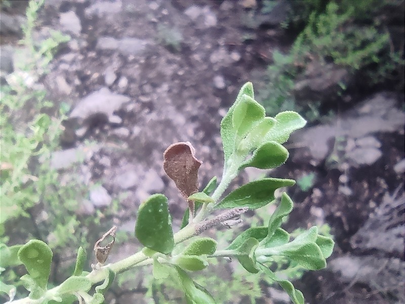 Leucophyllum laevigatum var. laevigatum photo 3