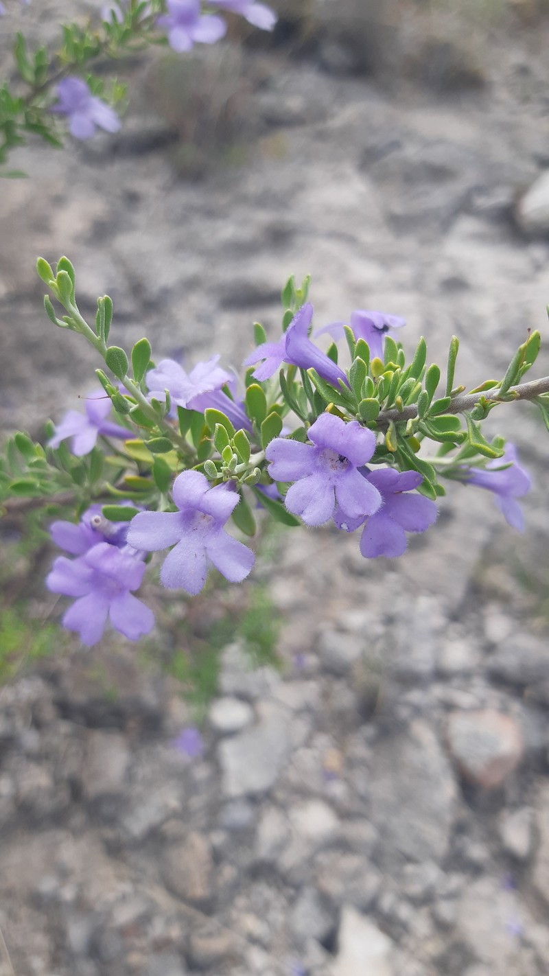 Leucophyllum laevigatum var. laevigatum photo 4