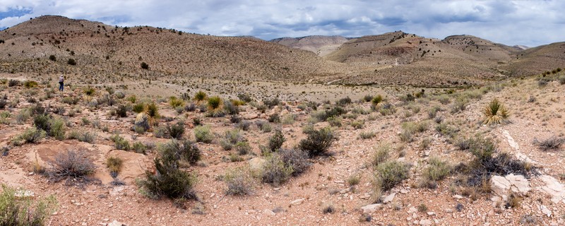 Big Bend Barometerbush